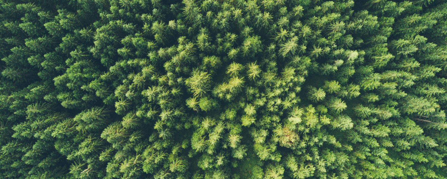 One Million Trees For Trump